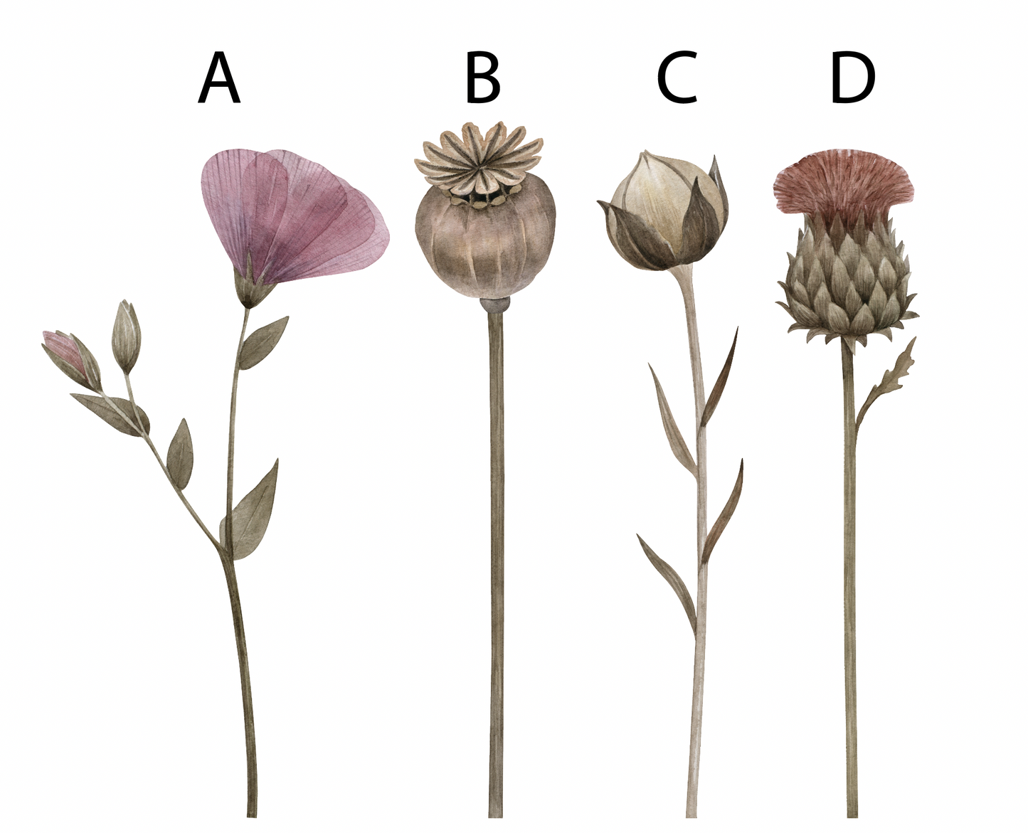 Muursticker droogbloemen set