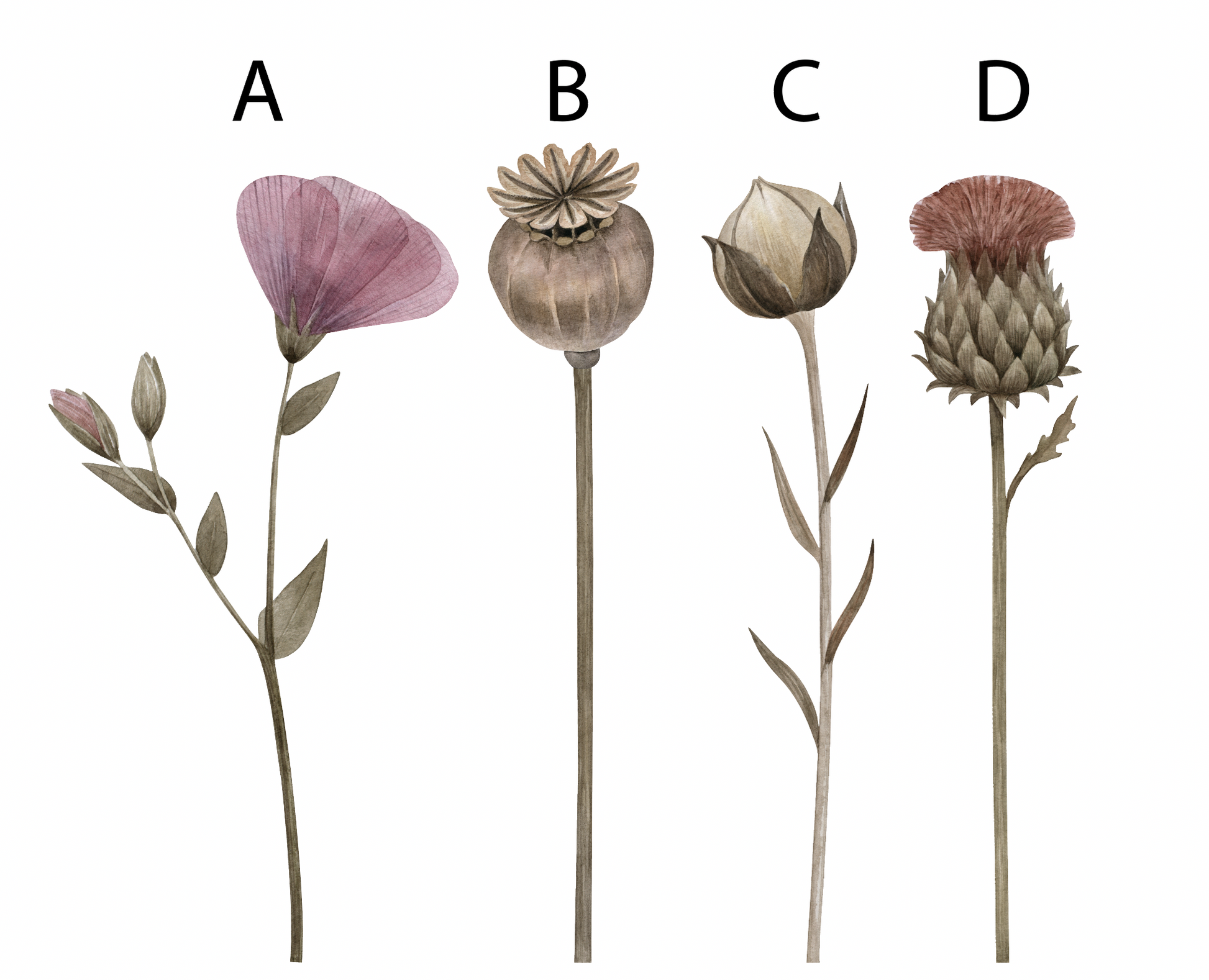 Muursticker droogbloemen set