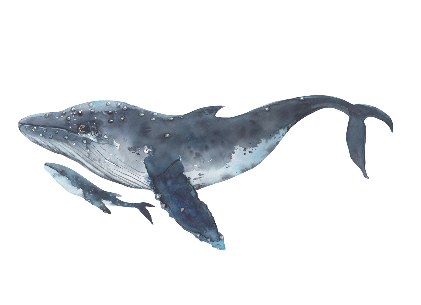 Muursticker kinderkamer walvis bultrug